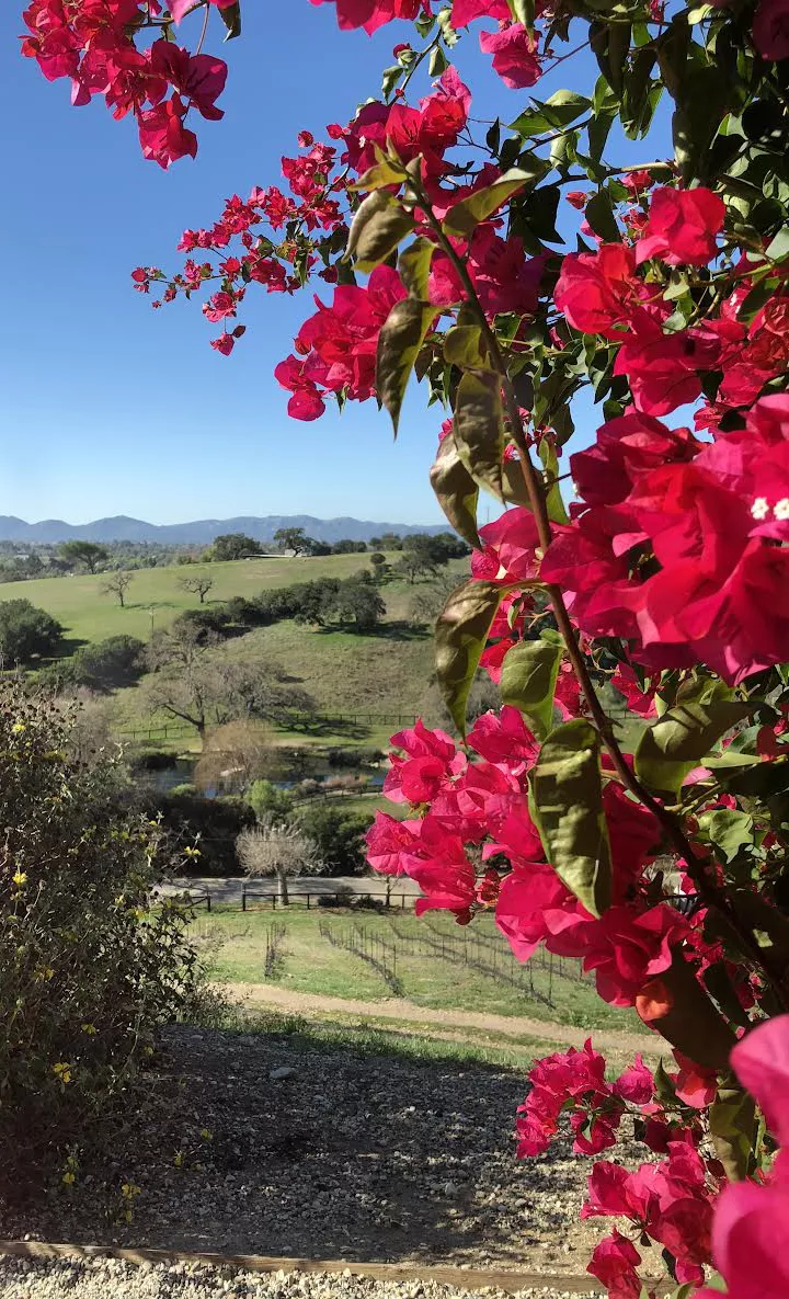 bougainvillea, vineyard and olive tres view